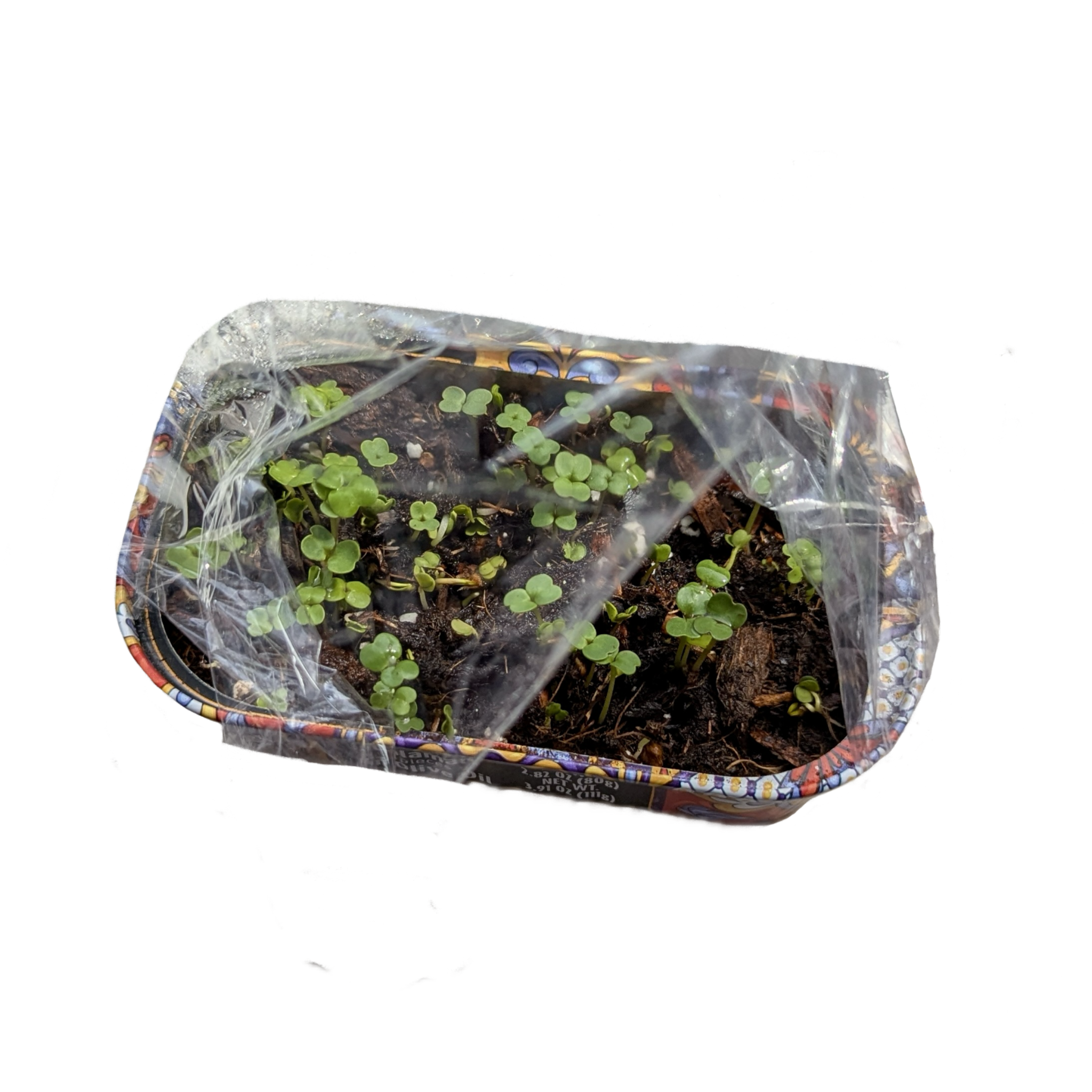 Microgreens
